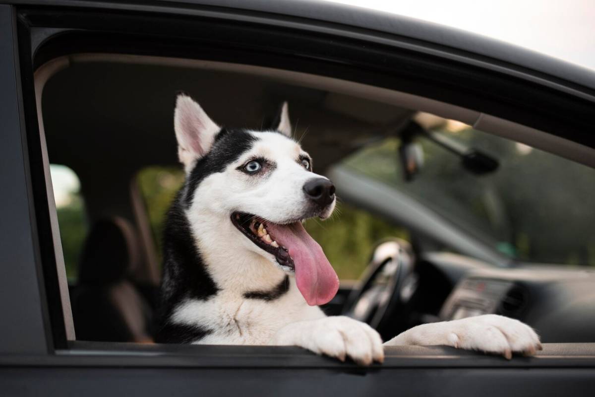 why interior detailing is a must for pet owners (2)
