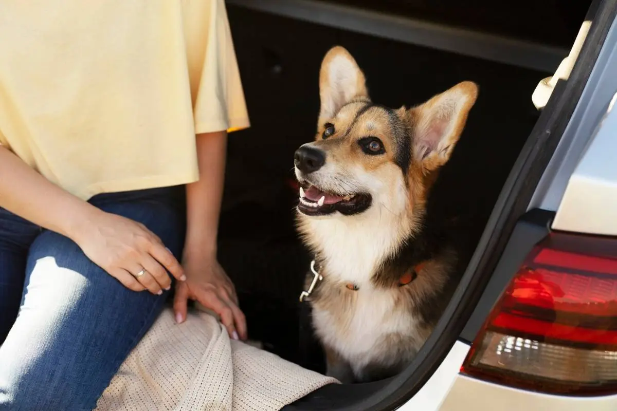 why interior detailing is a must for pet owners